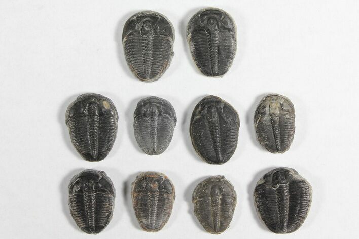 Lot: / Elrathia Trilobites - Pieces #92024